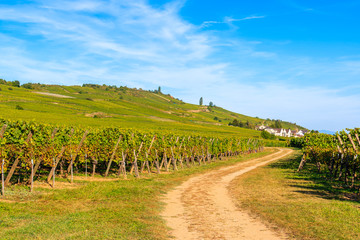 Fototapeta na wymiar Rural road among vineyards on hills near Riquewihr village on sunny beautiful day, Alsace Wine Route, France