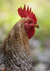 Plakat portrait of a rooster