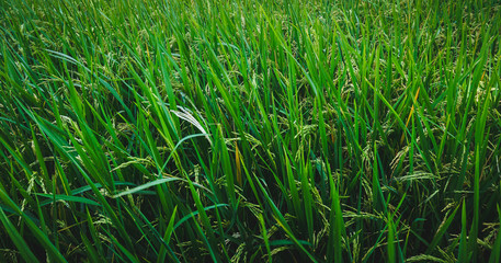 Paddy rice field close up