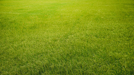  Green rice fields used for background.