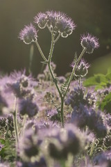 Phacelia im Gegenlicht