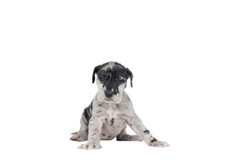 A puppy of the Great Dane Dog or German Dog, the largest dog breed in the world, Harlequin fur, white with black spots, sitting isolated in white - obrazy, fototapety, plakaty