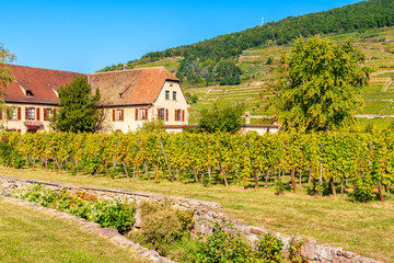 Fototapeta na wymiar Typical house on field among green vineyards near Kientzheim village on Alsatian Wine Route, France