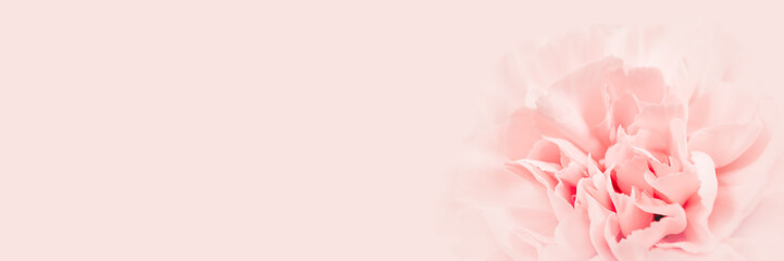 Pink large peony bud or cloves on a pink background as a blank for advertising text