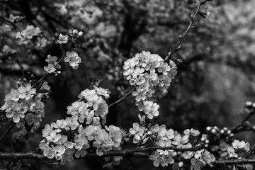 Black and white photo of tree flower