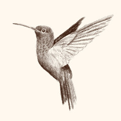 Hummingbird flaps its wings and flies. Pencil hand drawing sketch on a beige background.