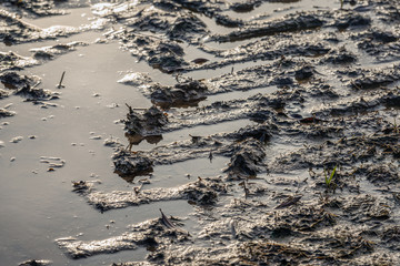 Tire tracks in soaked clay soil
