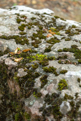 Green moss grows on stones. Wild nature. Moss on the stones close-up. The texture of the stone. The texture of the moss. Moss on a colored large stone