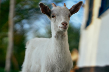 goat on the farm