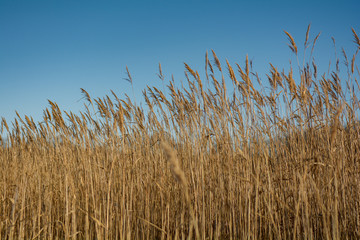 Tall grass against a blue winter sky