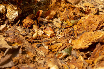 Amazing colorful background of autumn leaves background close up