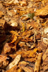 Amazing colorful background of autumn leaves background close up