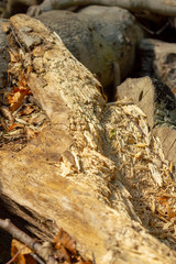 Texture of old rotten wood with chipped cracks and defects background for design