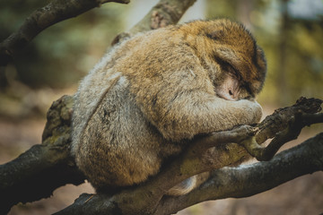Affe schläft auf Baum