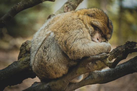 Affe schl&auml;ft auf Baum