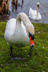 swan on the lake