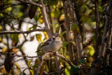 Vogel im Gebüsch