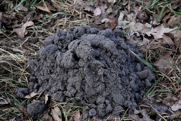 Fresh molehills on the field area