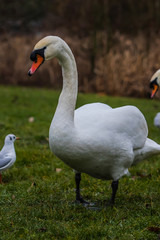 two swans on the lake