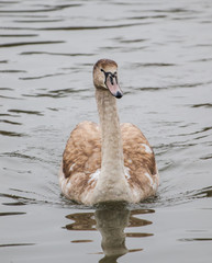 swan on lake