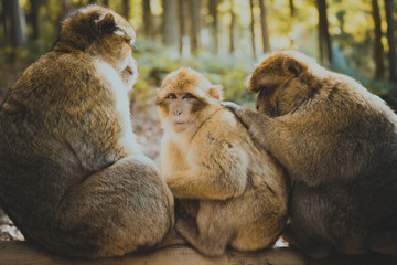Affenfamilie laust sich