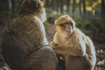 Zwei Affen sitzen zusammen
