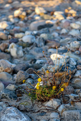 Lonely daisies on the stony beach of the Baltic Sea, Hohwacht, Germany