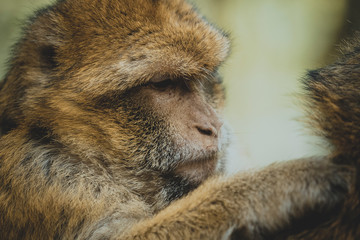 Close Up von einem Affen