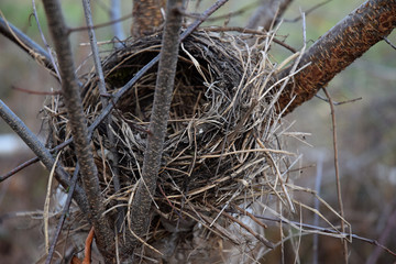 empty bird's Nest o the tree atumn time