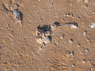 Socotra Cormorant remains on East Rubudh Island near Hawar Island, Arabian Gulf