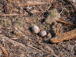 Osprey eggs in nest on Hawar Islands in the Arabian Gulf