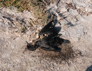 Socotra Cormorant remains on East Rubudh Island near Hawar Island, Arabian Gulf