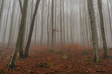 Forest in slope near Chomutovka river near Chomutov town in winter morning
