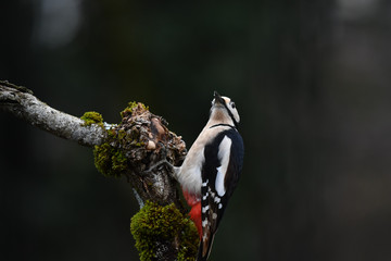 Buntspecht an Wurzel