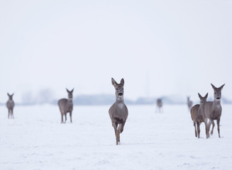 Naklejka na ściany i meble Group of delicate wild deer in winter landscape, on the field outside the forest