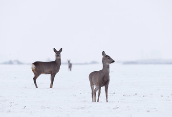 Obraz premium Group of delicate wild deer in winter landscape, on the field outside the forest. Selective focus