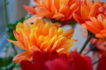 A bouquet of flowers, red as fire at home and a decoration of light. Flowers in a bouquet: Germini, Gerbera, Rose.