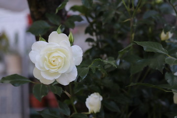 Blossomed White Rose In The Summer