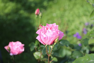 Blossomed Pink Rose In The Summer