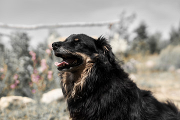 black small dog sitting in the hot sun