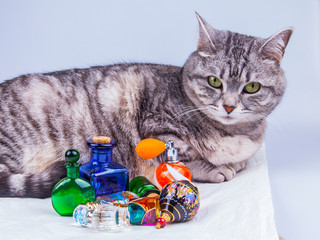 Grey cat tabby and vintage vials for cosmetics and perfumes