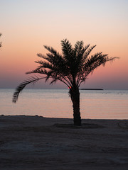 Palm trees at sunset on Hawar Islands in the Arabian Gulf