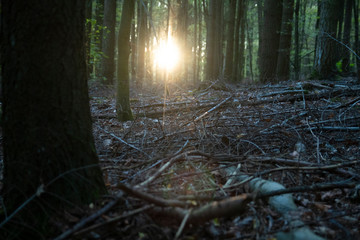 Sonne Flare durch Bäume in einem Wald im Herbst