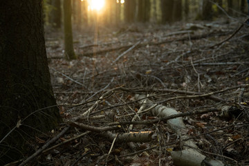 Obraz premium Sonnenuntergang Flare durch Bäume in einem Wald im Herbst