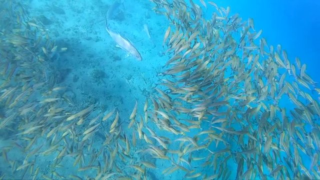 Top Down Underwater View on Giant Trevally Fish Scares Away Massive Flock of Parrotfish