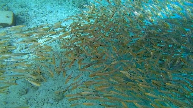 Large Flock of Parrotfish Schooling and Swimming Away From Giant Trevally Fih Predators, Underwater Top Down View