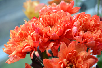 A bouquet of flowers, red as fire at home and a decoration of light. Flowers in a bouquet: Germini, Gerbera, Rose.