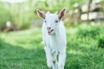 Fototapeta premium goat on green grass