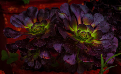 flowers in water