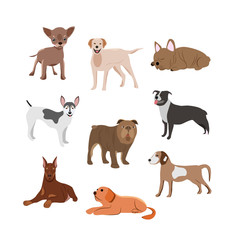 Cute dog fashion isolated pets on a white background.They can be used in the brochure, banners, ads.Vector illustration.